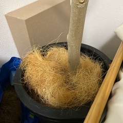 観葉植物　ウンベラータ　鉢セットの画像