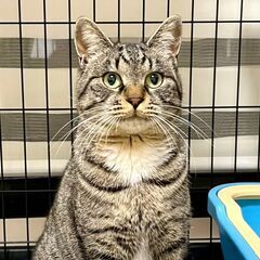 お返事ねこのくうちゃん