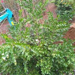 【植木・庭木】榊　榊󠄀　サカキ　さかき9-1の画像