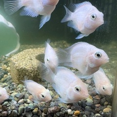 熱帯魚　プラチナパロットの画像