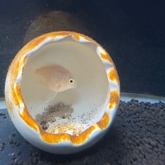 熱帯魚　プラチナパロットの画像
