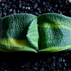 ハオルチア　ガステリアの画像