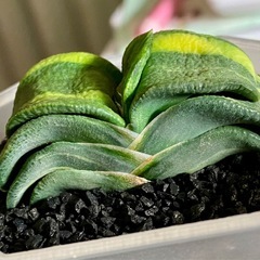 ハオルチア　ガステリアの画像