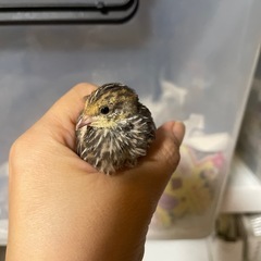 成鳥手のひらサイズひめうずら　残り３羽