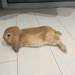 うさぎ　ロープ