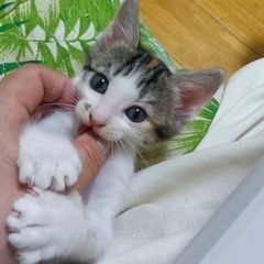 【ご相談中】工場で産まれた5ニャン兄弟の1ヶ月半の女の子♡…