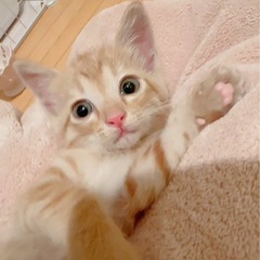 🌸🐈茶トラの女の子🐈🌸