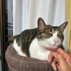 保護犬保護猫と暮らす障がい者グループホーム夜勤(女性棟・男性棟)の画像