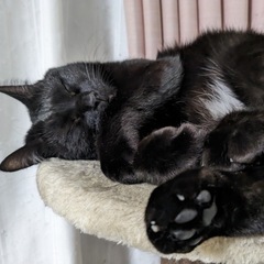 保護犬保護猫と暮らす障がい者グループホーム夜勤(女性棟・男性棟)の画像