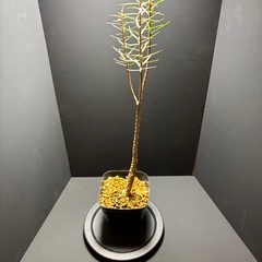 ユーフォルビア　バルサミフェラの画像