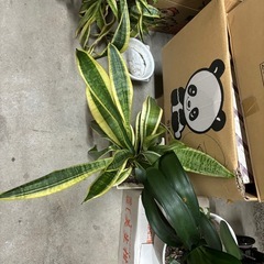 {急募}, 2点セット, 観葉植物, 君子蘭, クンシラン, サンベリア, (ドラセナ？) の画像