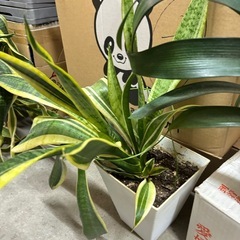 {急募}, 2点セット, 観葉植物, 君子蘭, クンシラン, サンベリア, (ドラセナ？) の画像