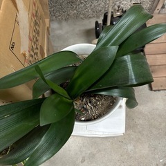 {急募}, 2点セット, 観葉植物, 君子蘭, クンシラン, サンベリア, (ドラセナ？) の画像