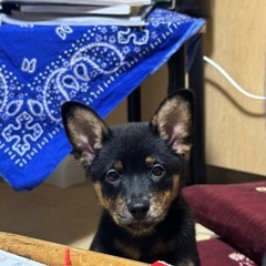 子犬　里親募集