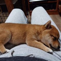 小さな女の子の豆柴を飼っていただける方を探しています