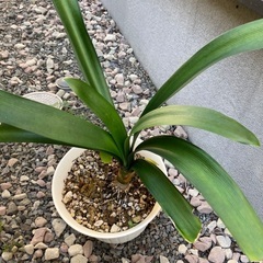 0円　クンシラン　鉢花　観賞用　差し上げますの画像