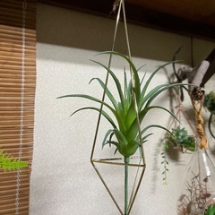 フェイクグリーンとゴールドの吊り飾りの画像