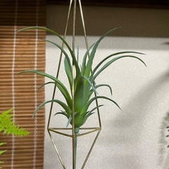 フェイクグリーンとゴールドの吊り飾りの画像