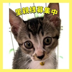 生後2ヶ月 女の子🐱💛