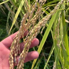 【数量限定】令和6年産きぬむすめ30kgの玄米の画像