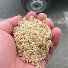 【数量限定】令和6年産きぬむすめ30kgの玄米の画像