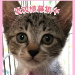 生後2ヶ月 女の子🐱 おっとりさん💗