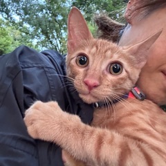 飼い主様好き好きになる茶トラ - 里親募集