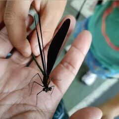 虫さんとの出会い☆