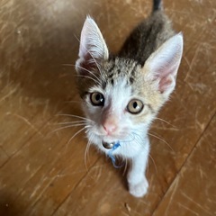 家族を探しています。猫の移動中に保護しました。