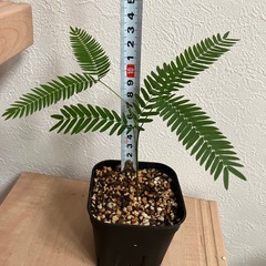 【観葉植物】エバーフレッシュの画像