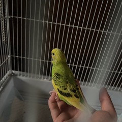 決定セキセイインコ黄