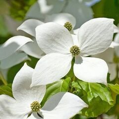 ヤマボウシ（常緑樹）　庭木　植木　シンボルツリーの画像