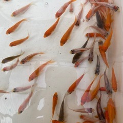 鯉🐠10匹の画像