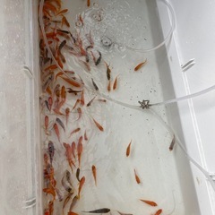 鯉🐠10匹の画像