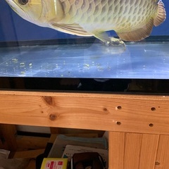 アロワナ　大型魚の画像