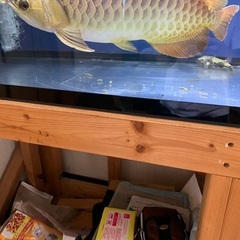アロワナ　大型魚の画像