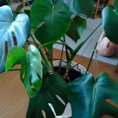 観葉植物　モンステラとウンベラータの画像