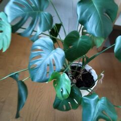 観葉植物　モンステラとウンベラータの画像