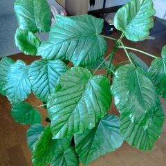 観葉植物　モンステラとウンベラータの画像