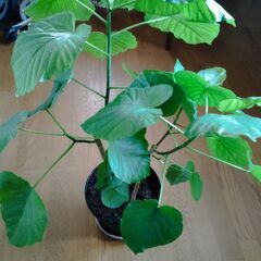 観葉植物　モンステラとウンベラータの画像