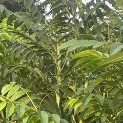 香椿木１本の画像