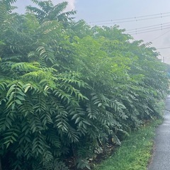 香椿木１本の画像