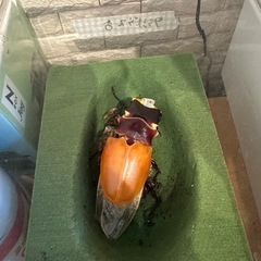フローレス産　ギラファノコギリ　♂の画像