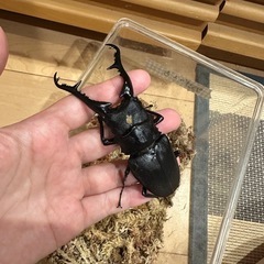 フローレス産　ギラファノコギリ　♂の画像