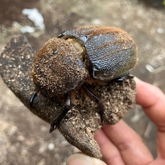 ヘラクレスオオカブト　　メス単品の画像