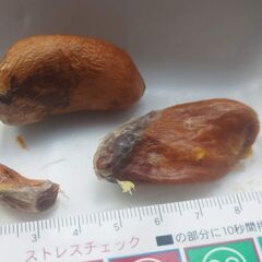 希少　元気な3個!　発芽寸前の元気なMonthongドリアンの最高品種の巨大種の画像