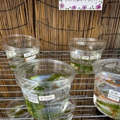 メダカの無人販売です。 - ペット