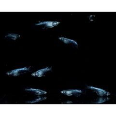 【メダカ】墨武 2ペア 【発送可】の画像
