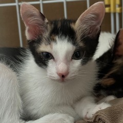 三毛猫