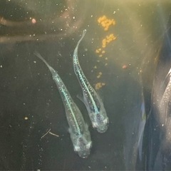 メダカ　緑光黒百式の画像